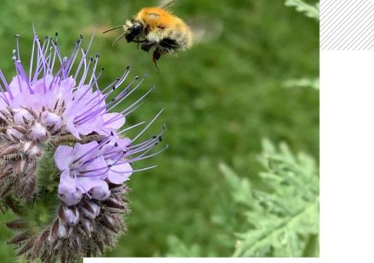 Comment le génie écologique permet-il de limiter les impacts sur les écosystèmes ?