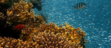 Les températures dans le Pacifique tropical ne cessent de progresser