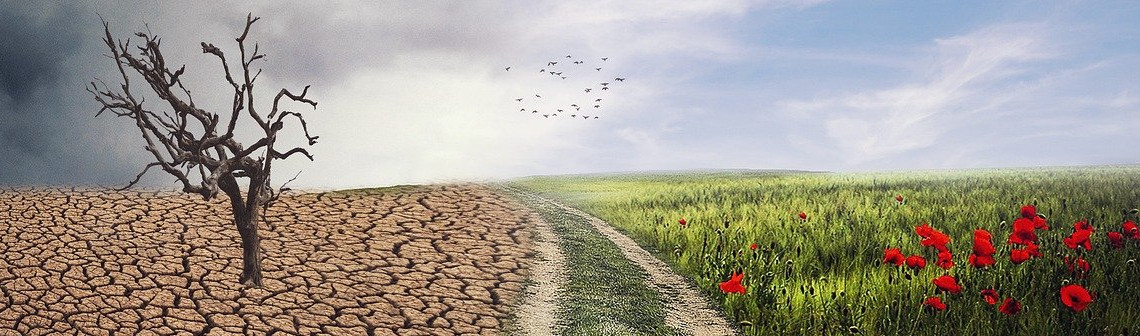 La stratégie climatique de la France plombée par ses puits de carbone