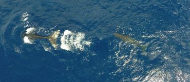 Atténuer la pollution sonore des milieux marins