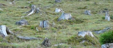 L’Europe veut s’attaquer à la déforestation importée