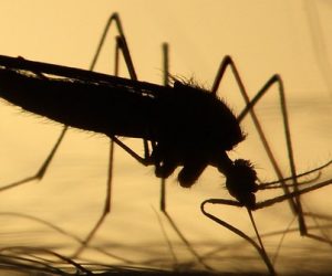 Un boîtier qui repousse les moustiques et élimine les virus