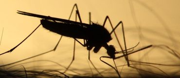 Un boîtier qui repousse les moustiques et élimine les virus