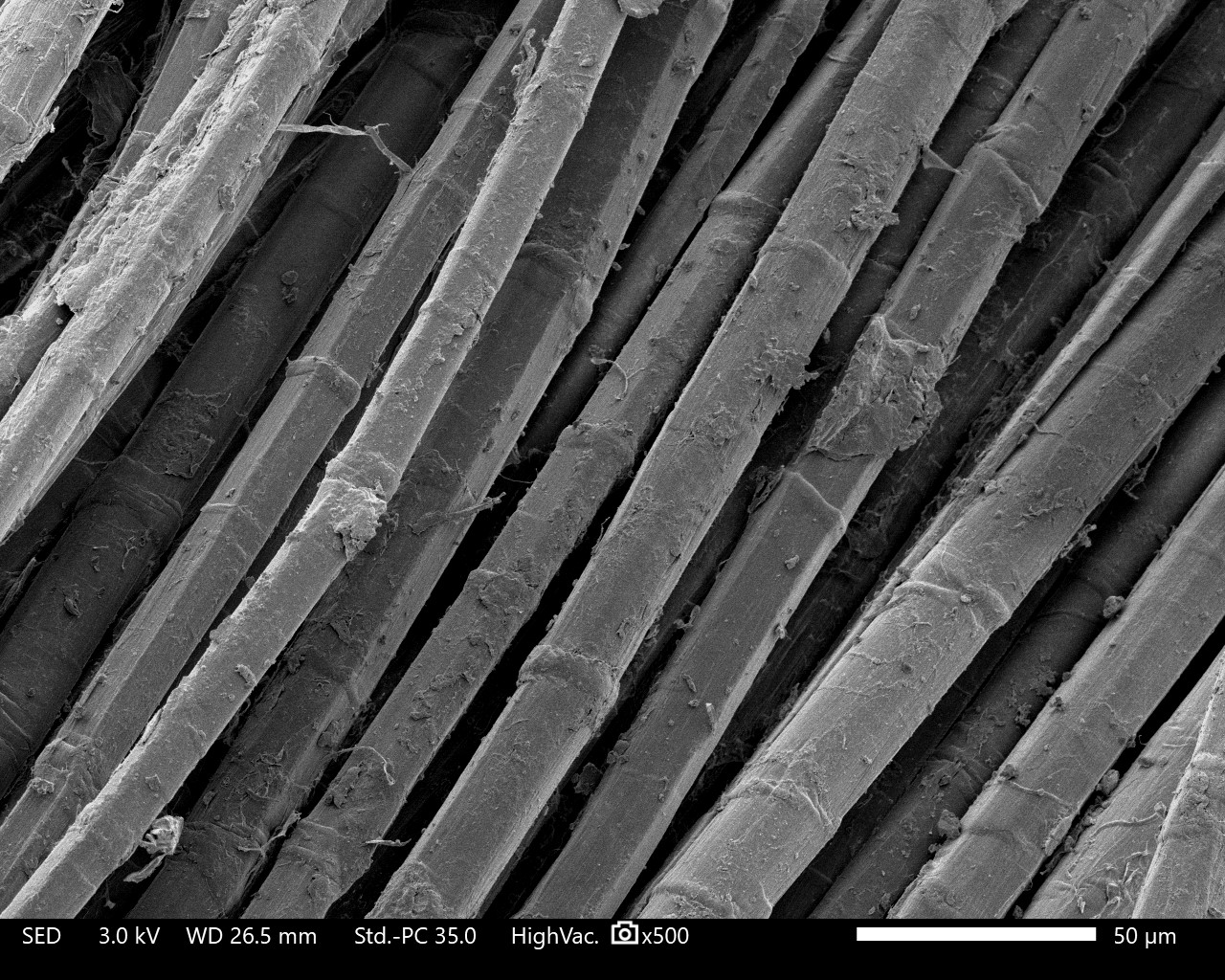 Fibres de lin observées au microscope électronique à balayage