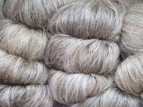 La fibre de lin utilisée pour concevoir les écomatériaux