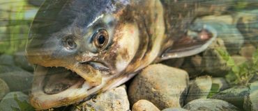 Projet SYLFEED : transformer le bois en protéines pour l’alimentation piscicole