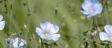 L’art pour comprendre le vieillissement des écomatériaux