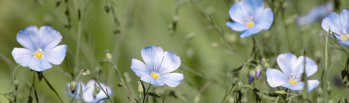 L’art pour comprendre le vieillissement des écomatériaux