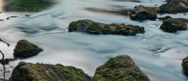 Une technique d'inventaire de la biodiversité grâce à l'ADN environnemental