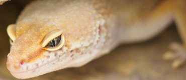 Le biomimétisme : de nombreuses externalités positives