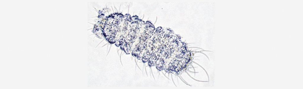 Les indicateurs de biodiversité du sol au service de la transition agroécologique