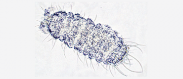 Les indicateurs de biodiversité du sol au service de la transition agroécologique