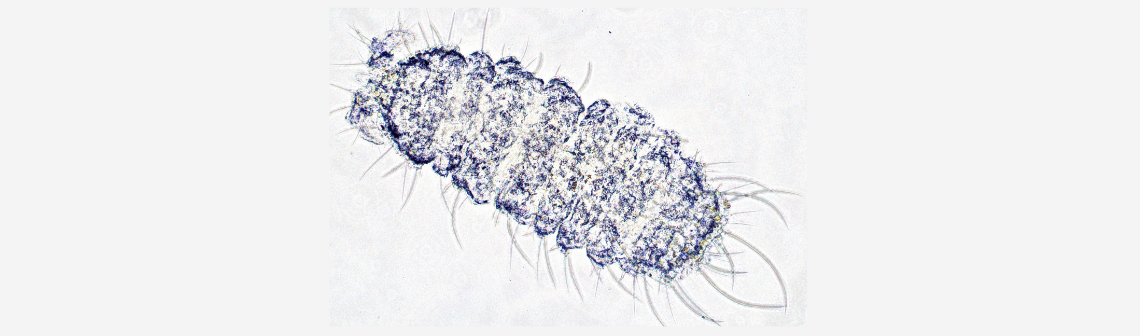 Les indicateurs de biodiversité du sol au service de la transition agroécologique