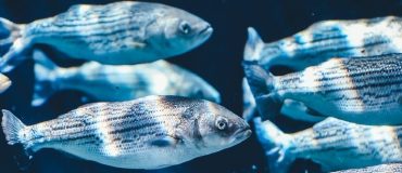ALG-AD : produire des micro-algues à partir des sous-produits d’élevage, pour l’alimentation piscicole