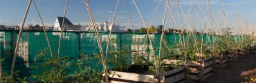 Impact des aménagements urbains sur la biodiversité du sol