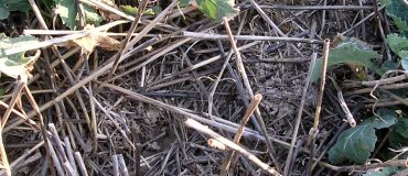 Les potentialités de stockage de carbone dans les sols agricoles