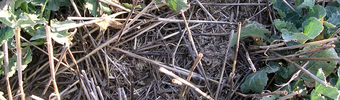 Les potentialités de stockage de carbone dans les sols agricoles