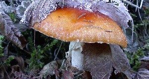 Politiques publiques et préservation des sols : liens et perspectives