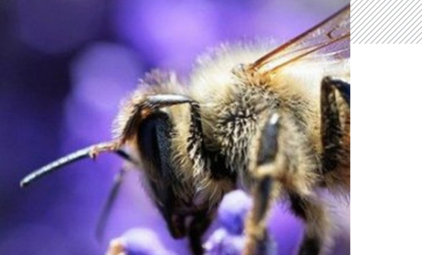 Les sciences participatives ou comment impliquer les citoyens dans la recherche