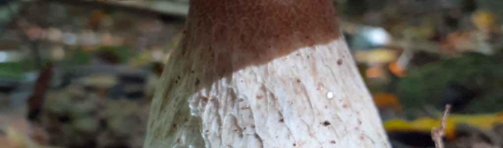 Les communautés de champignons du sol au service d'une forêt durable