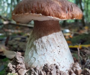 Les communautés de champignons du sol au service d'une forêt durable