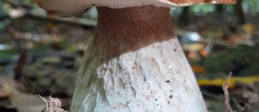 Les communautés de champignons du sol au service d'une forêt durable