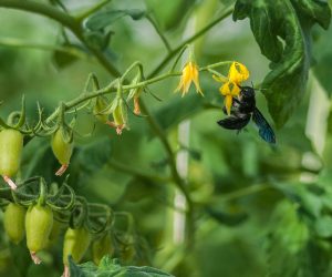 Un nouvel insecte pollinisateur pour féconder les fleurs de tomate sous serre