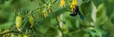 Un nouvel insecte pollinisateur pour féconder les fleurs de tomate sous serre