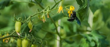 Un nouvel insecte pollinisateur pour féconder les fleurs de tomate sous serre