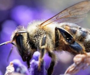 Les sciences participatives ou comment impliquer les citoyens dans la recherche