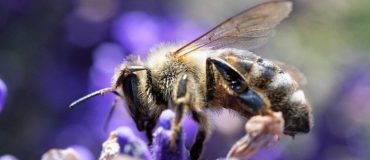 Les sciences participatives ou comment impliquer les citoyens dans la recherche