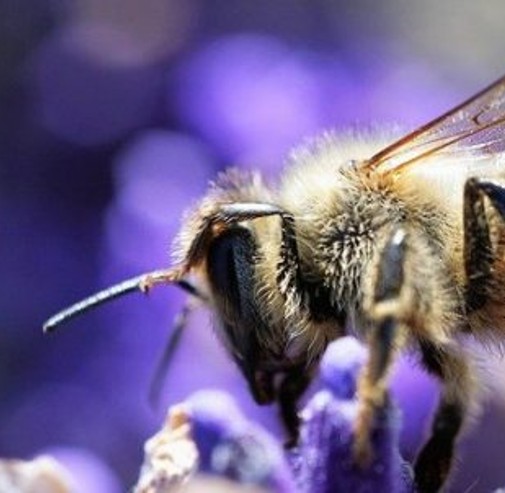 Les sciences participatives ou comment impliquer les citoyens dans la recherche