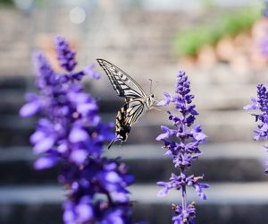 Biodiversité urbaine : un enjeu pour les territoires