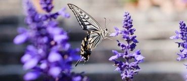 Biodiversité urbaine : un enjeu pour les territoires