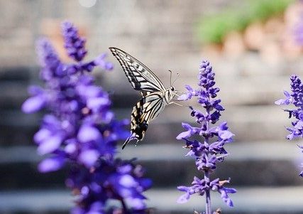 Biodiversité urbaine : un enjeu pour les territoires