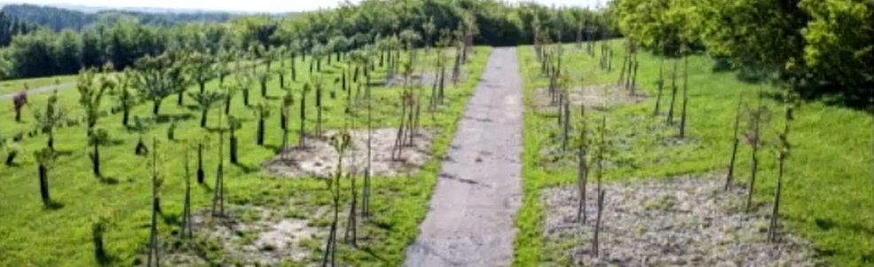 Les technosols : une solution pour les villes durables