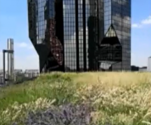 De la biodiversité sur les toits de Paris