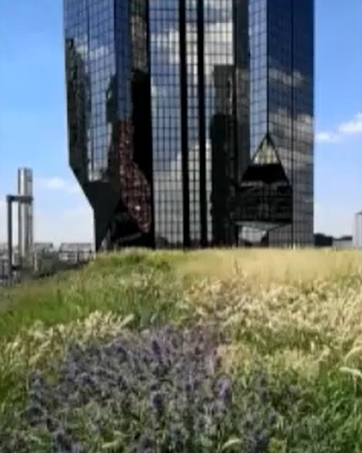 De la biodiversité sur les toits de Paris