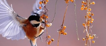 Les sciences participatives : l'avènement des citoyens chercheurs