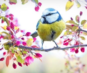 Les sciences participatives révolutionnent le suivi de la biodiversité
