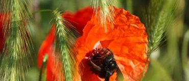 Changement climatique : s’adapter avec les écosystèmes