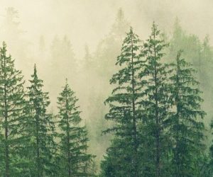 Kanop : mesurer le carbone stocké par les forêts depuis l’espace et grâce à l’IA