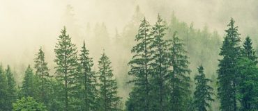 Kanop : mesurer le carbone stocké par les forêts depuis l’espace et grâce à l’IA