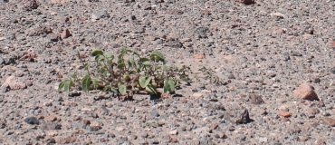 L'IA pour comprendre la résilience des plantes aux environnements extrêmes