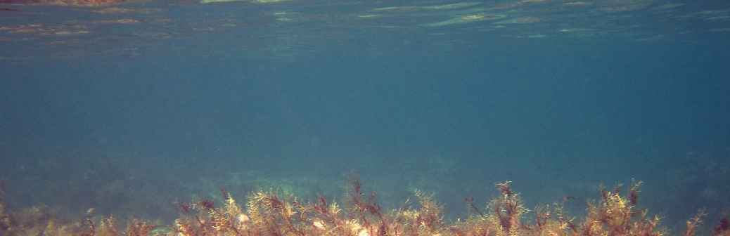 Décryptage du mécanisme pour booster la photosynthèse des microalgues