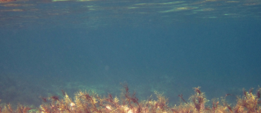 Décryptage du mécanisme pour booster la photosynthèse des microalgues