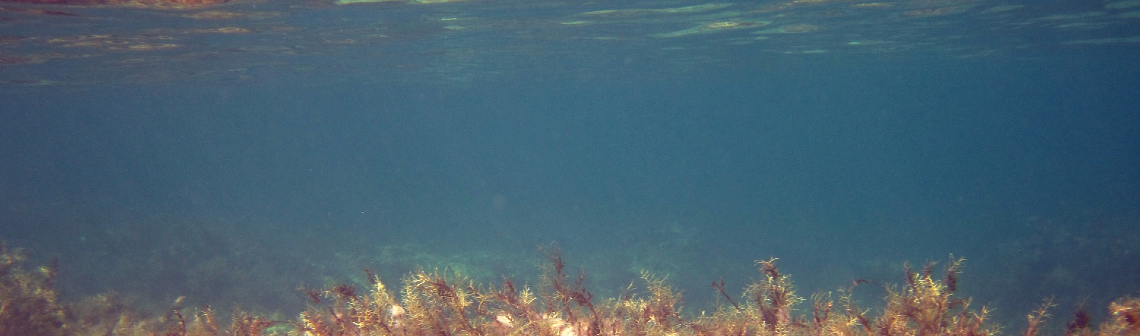 Décryptage du mécanisme pour booster la photosynthèse des microalgues