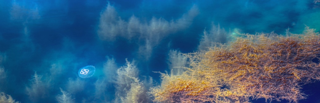 Un collecteur d'énergie basé sur la photosynthèse de cyanobactéries