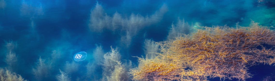 Un collecteur d'énergie basé sur la photosynthèse de cyanobactéries