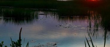 L’IPBES invite à dépasser la seule valeur marchande de la nature